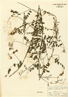 藏品(蠶豆屬)的圖片